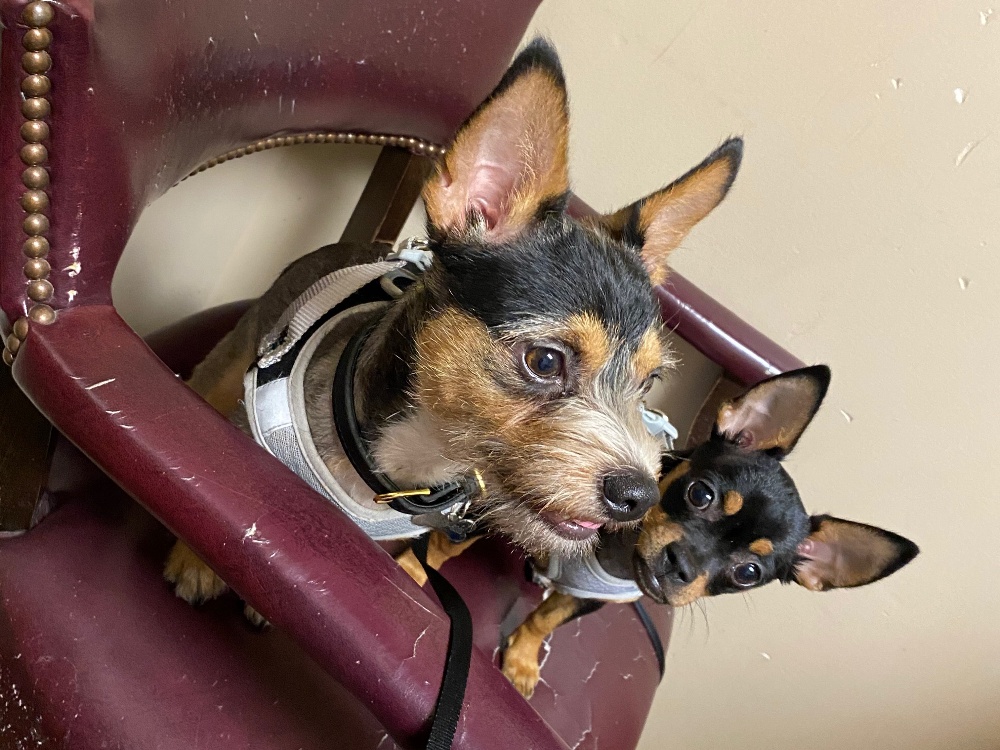 Kane (left) and Chi-Chi (right), Macy's two "fur children"