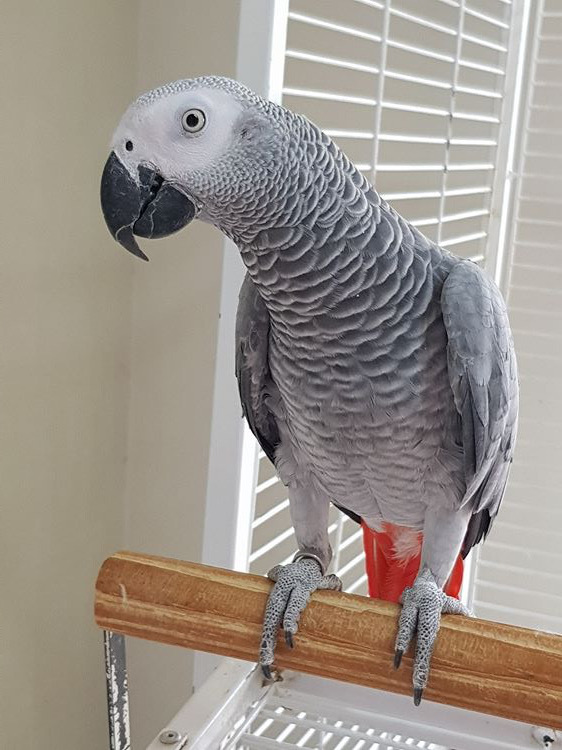 Tracey's African grey parrot, DJ