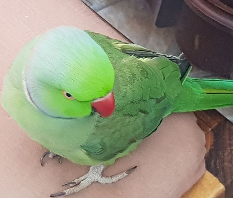 Tracey's Indian ringneck parrot, Snoopy