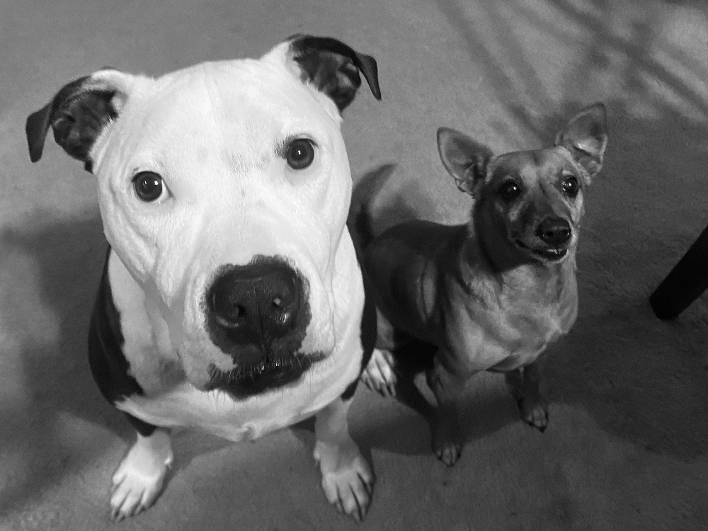Brittany's family dogs, Dobbs and Chuchi